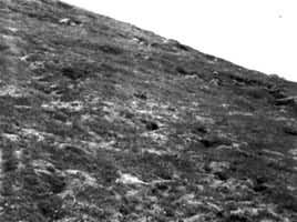 凍原植被 凍原植被