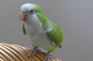 和尚鸚鵡指名亞種 和尚鸚鵡指名亞種