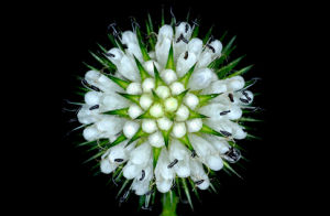 川續斷科 川續斷科