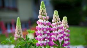 水解光氧觸媒 水解光氧觸媒