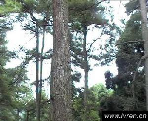 南嶽索道 南嶽索道