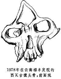 西瓦古猿 西瓦古猿