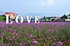 墊江樂天花谷 墊江樂天花谷