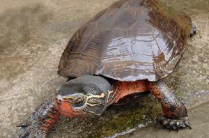 黑頸烏龜 黑頸烏龜