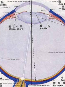 玻璃體[玻璃體]