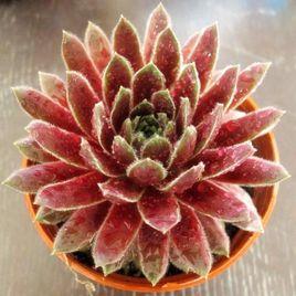 多肉紫牡丹 多肉紫牡丹