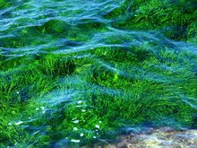 軟泥上的青荇，油油的在水底招搖