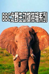 野生動物特輯 野生動物特輯