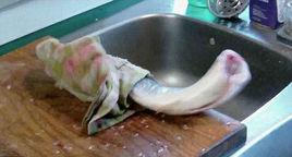 殭屍魚[理論上已死卻仍還活著的魚]