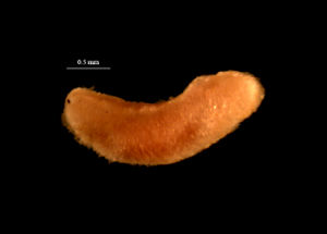 新月貝目 新月貝目