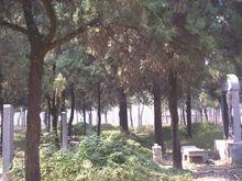 樊林[鄆城縣級重點文物保護單位]