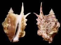 牛角鳳凰螺