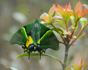  金斑喙鳳蝶