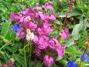 緋色美麗馬先蒿 緋色美麗馬先蒿