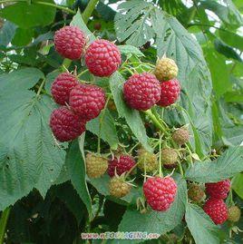 雙季紅樹莓 雙季紅樹莓