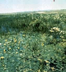 草原植被 草原植被