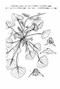 二角大柄菱 二角大柄菱