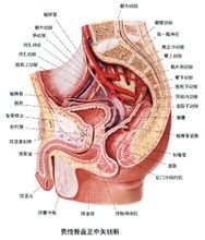 男性生殖系統剖面圖