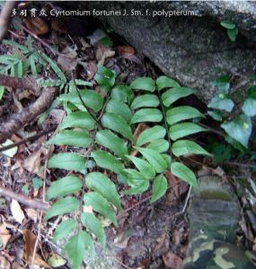 多羽貫眾 多羽貫眾