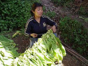 富谷村農村經濟-烤菸