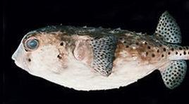 刺額短刺魨 刺額短刺魨