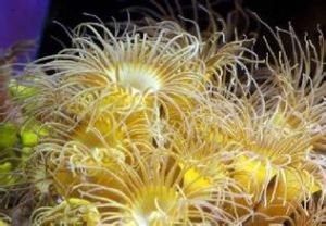 水螅珊瑚 水螅珊瑚