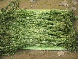 義門苔乾 義門苔乾