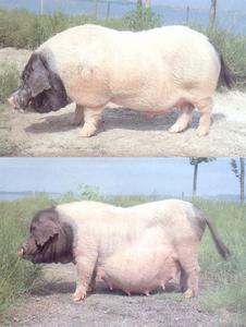 贛西兩頭烏豬 贛西兩頭烏豬