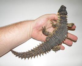 犰狳環尾蜥 犰狳環尾蜥