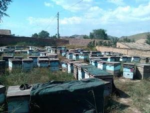 中國蜜源地 中國蜜源地