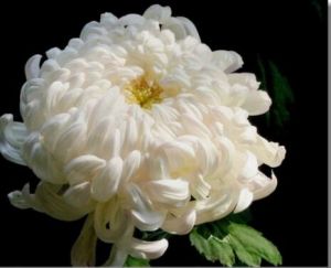 瑤台玉鳳 瑤台玉鳳