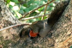 赤腹松鼠越北亞種 赤腹松鼠越北亞種