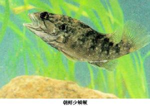 灕江少鱗鱖 灕江少鱗鱖