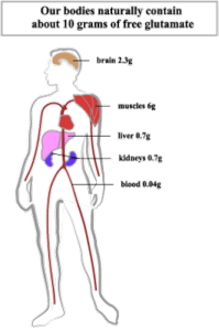 谷氨酸在人體的分布