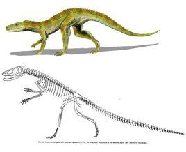 楔形鱷亞目 楔形鱷亞目