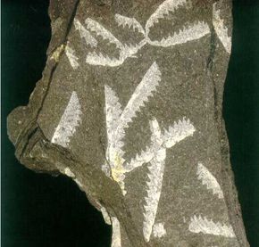 筆石動物 筆石動物