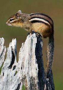 花栗鼠屬 花栗鼠屬