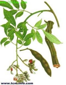 貴州香花藤 貴州香花藤