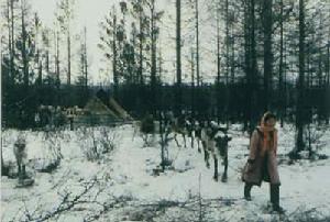 亞高山暗針葉林 亞高山暗針葉林