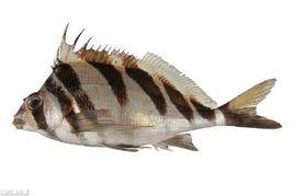 花尾鷹螉 花尾鷹螉