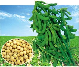 齊黃26號 齊黃26號