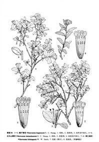 白馬山蕘花 白馬山蕘花