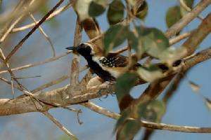 銹背蟻鷯 銹背蟻鷯