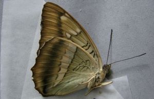 西藏翠蛺蝶 西藏翠蛺蝶