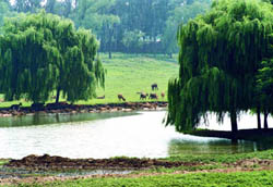 北京麋鹿苑博物館