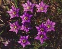 阿里山龍膽 阿里山龍膽