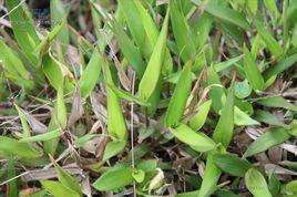 小柳葉箬 小柳葉箬