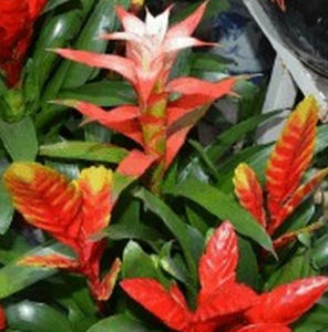 李恩鶯哥 李恩鶯哥