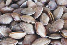 花甲[軟體動物蛤蜊]