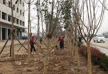 蔡家坡高速路口綠化